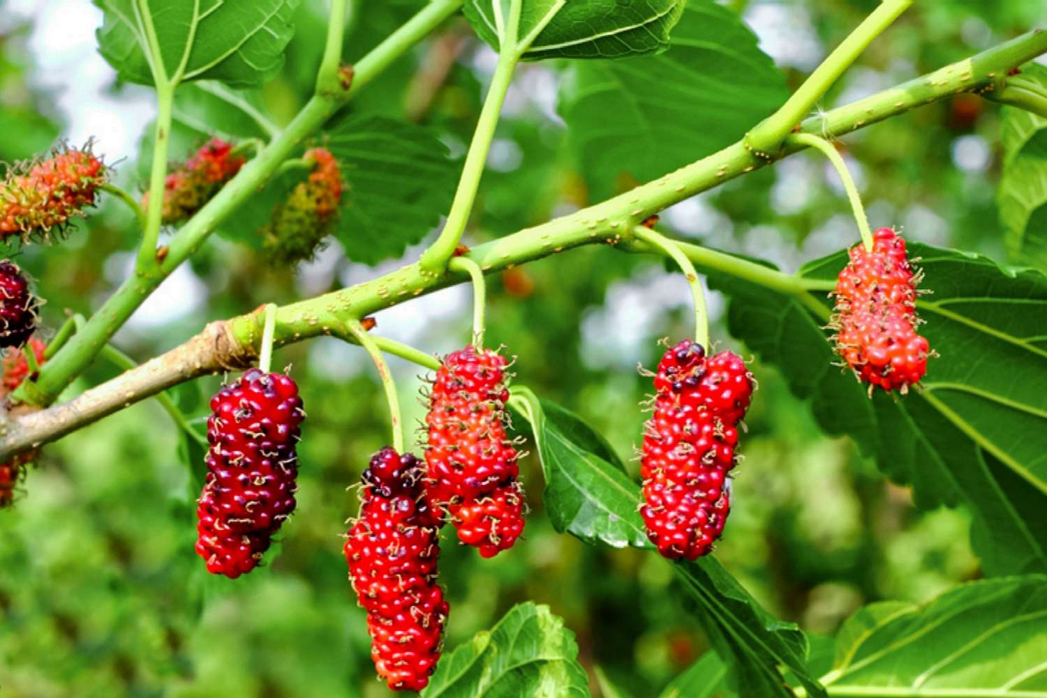 Mulberry (Red)